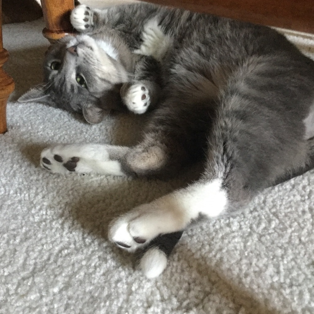 Meet your Posher, Mackenzie